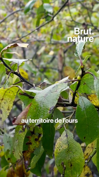 L'œil animal : sur la piste de l'ours avant son hibernation dans les Pyrénées