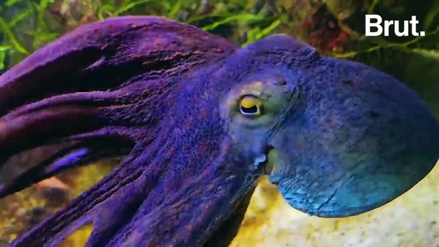 Pourquoi les fermes d'élevage intensif de pieuvres inquiètent ?