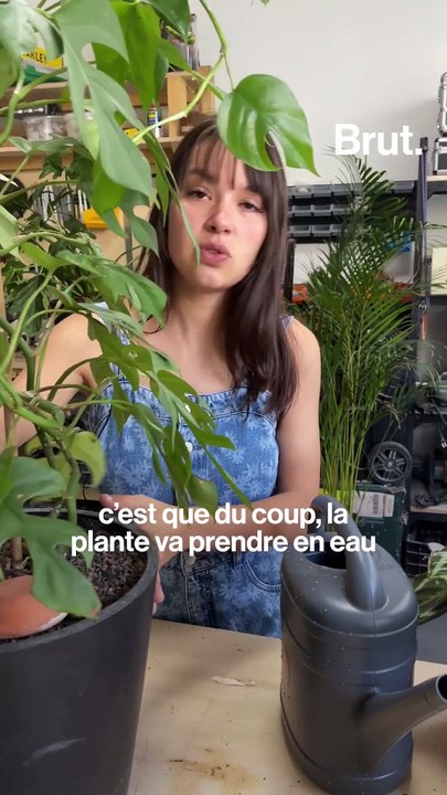 Comment éviter que nos plantes souffrent pendant les vacances ?