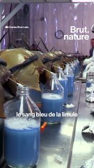 L'histoire derrière la photo de la limule