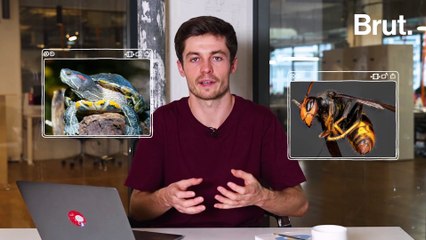 Pourquoi le crabe bleu nous menace et pourrait finir dans nos assiettes