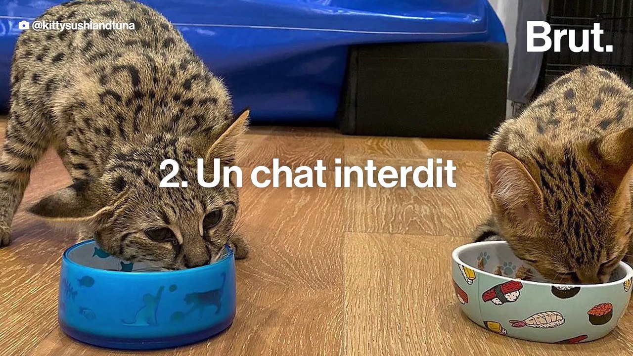 Pourquoi cette race de chat inquiète