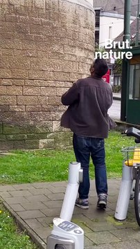 Renards, sangliers, ratons laveurs… Les safaris urbains de Thomas Jean