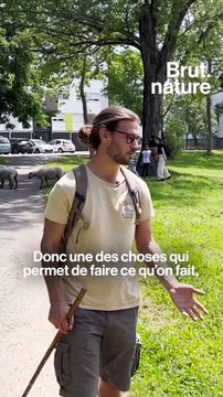 Bastien, promène ses moutons dans la ville de Lyon