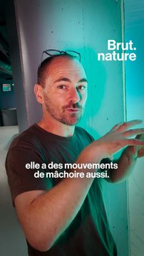 Faut-il garder des dauphins en captivité pour la science ?