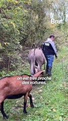 Emre, 18 ans, le berger-lycéen de Villiers-le-Bel