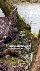 Sur les traces du martin-pêcheur