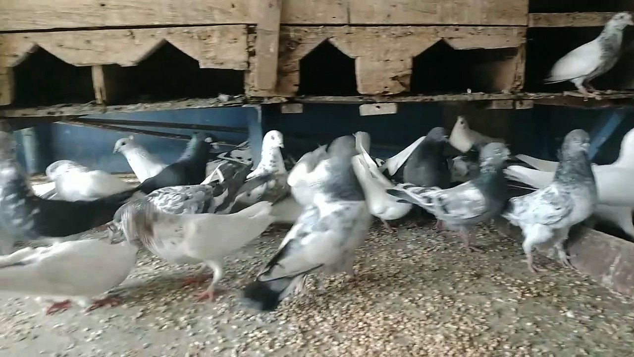 Pigeon Feed time