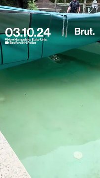 Des policiers sauvent un élan de la noyade