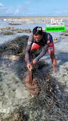 Vivre isolé du monde pour sauver un récif naturel