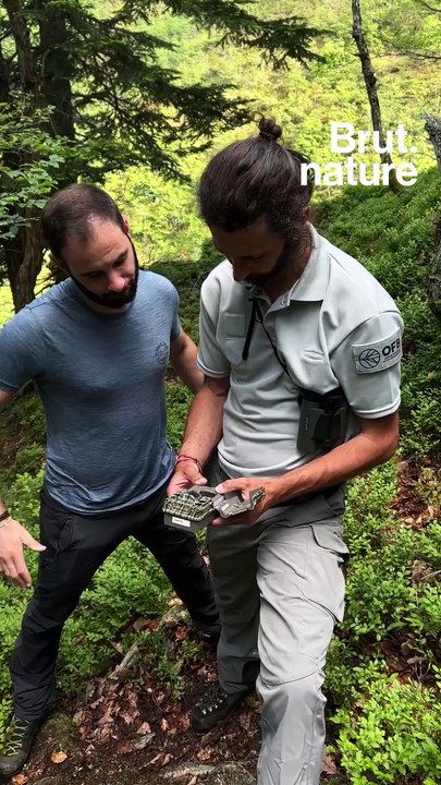 Sur les traces de l'ours brun des Pyrénées