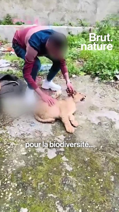 La réalité derrière les selfies avec les animaux sauvages