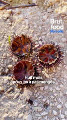 L'ouverture de la saison de la pêche aux oursins