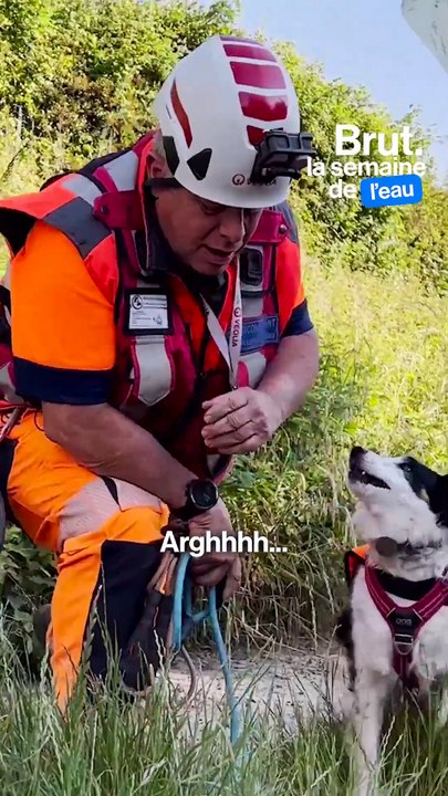 Ces chiens détectent l'invisible