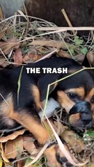 PUPPY THROWN AWAY! #animals #animalrescue #cuteanimals #animalstories #shorts
