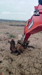 Il sauve un chameau d'une mort certaine grâce à une pelleteuse