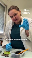 Les vers plats, carnivores et invasifs, menacent la France