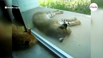 Gato despierta al lince: la reacción del felino es única (Vídeo)