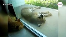 Gato despierta al lince: la reacción del felino es única (Vídeo)