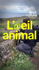 L'œil animal : à la découverte du macareux moine