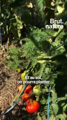 6 astuces pour votre jardin face à la sécheresse