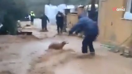 Rescuers race to save 39 dogs and 41 horses from drowning in Malaga floods