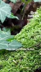 Sur les traces des araignées sauteuses