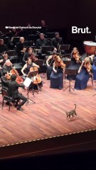 Un chat s'invite sur scène en plein concert