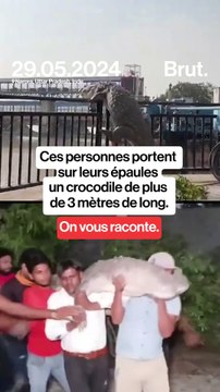 Ces personnes portent sur leurs épaules un crocodile de plus de 3 mètres de long…