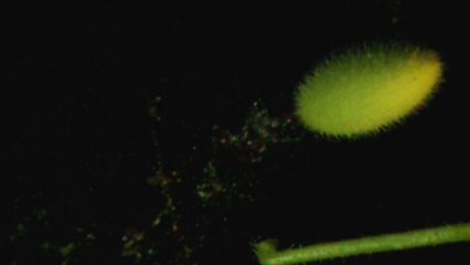 Desvelado el "explosivo" misterio del pepino del diablo que ha intrigado a los científicos durante décadas