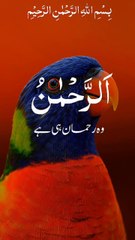 Beautiful 🌹🌹 Qurani Ayaat