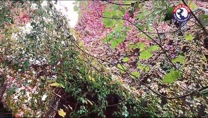 Yarım Asırlık Sarmaşık