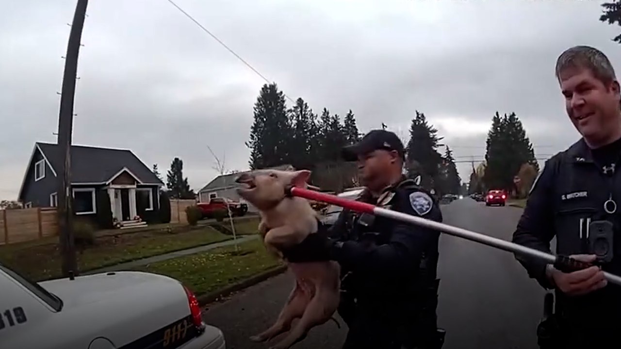 „Nicht konformes“ Schwein läuft frei in US-Nachbarschaft herum