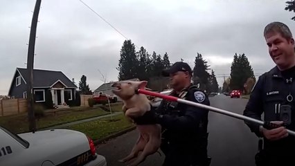 „Nicht konformes“ Schwein läuft frei in US-Nachbarschaft herum