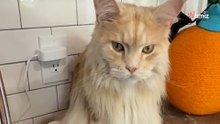 Sprytny maine coon zaskakuje internautów uroczym sposobem proszenia o smakołyki (video)