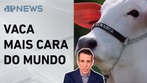IA News: Vaca brasileira é vendida por R$ 24 milhões; Samy Dana detalha