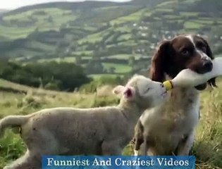 Top 10 funny videos of all time - Funny videos - Prank videos - Social experiment