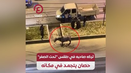 تركه صاحبه في طقس "تحت الصفر" حصان يتجمد في مكانه