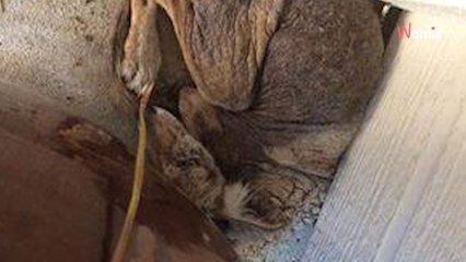 Una mujer cree haber encontrado un perro viejo y abandonado: el veterinario le revela la verdad