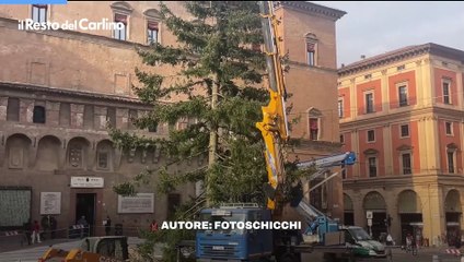 Bologna, l'albero di Natale in piazza Maggiore: il video dell'allestimento