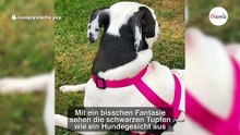 Pitbull hat etwas auf dem Ohr, was alle zum Seufzen bringt!