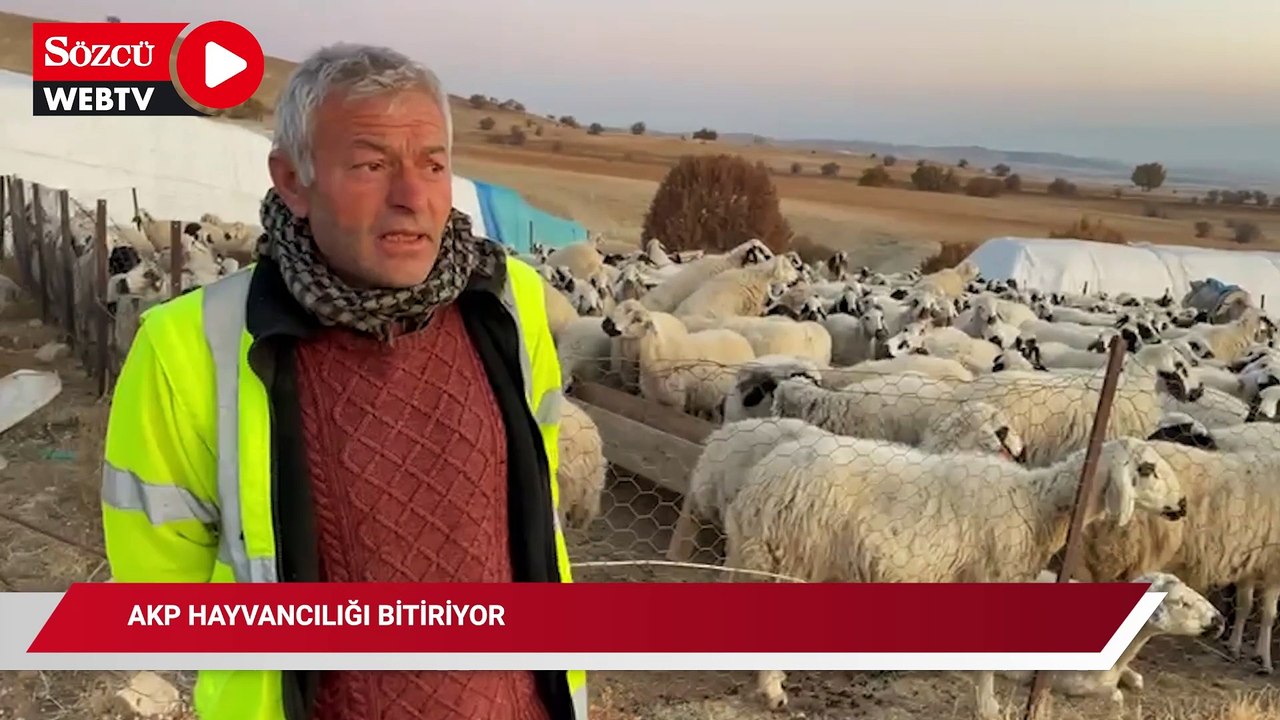 AKP, hayvancılığı bitiriyor… Mera alanları tellerle çevrildi, binlerce koyunu olan köylüler mağdur edildi