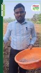 रब्बी हंगामात राजमाची पेरणी ठरेल महत्त्वाची! चांगले पैसे मिळवून देणारे पीक