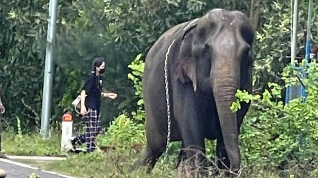 Voi xổng chuồng, trên lưng vẫn còn dây xích gây náo loạn đường phố ở Quảng Nam | VTC Now