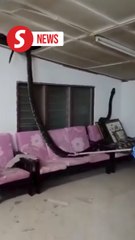 Scaly surprise: Civil Defence team catches 5m python that fell from ceiling of Taiping home