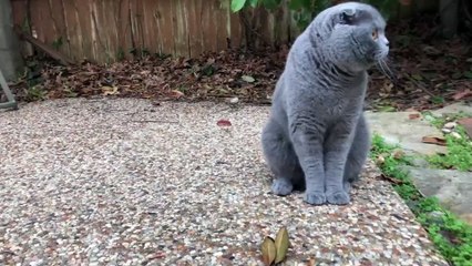 Hollanda'dan cins kedi yasağı: SAHİPLENİLMEYECEK! | Video Haber