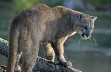 Big cat thought to be on the prowl in the Cotswolds after mauled dear is found