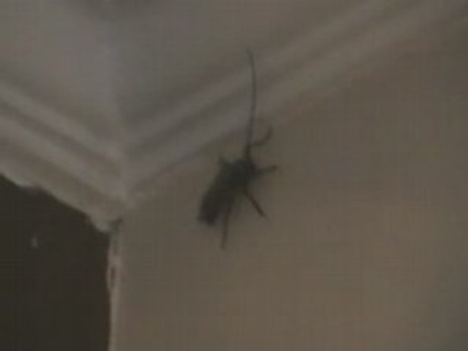 Le monstre de Hangzhou