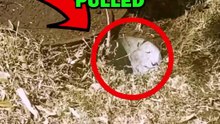 ARMADILLO SAVED FROM HOLE! # #animalstories #animals #animalrescue #shorts