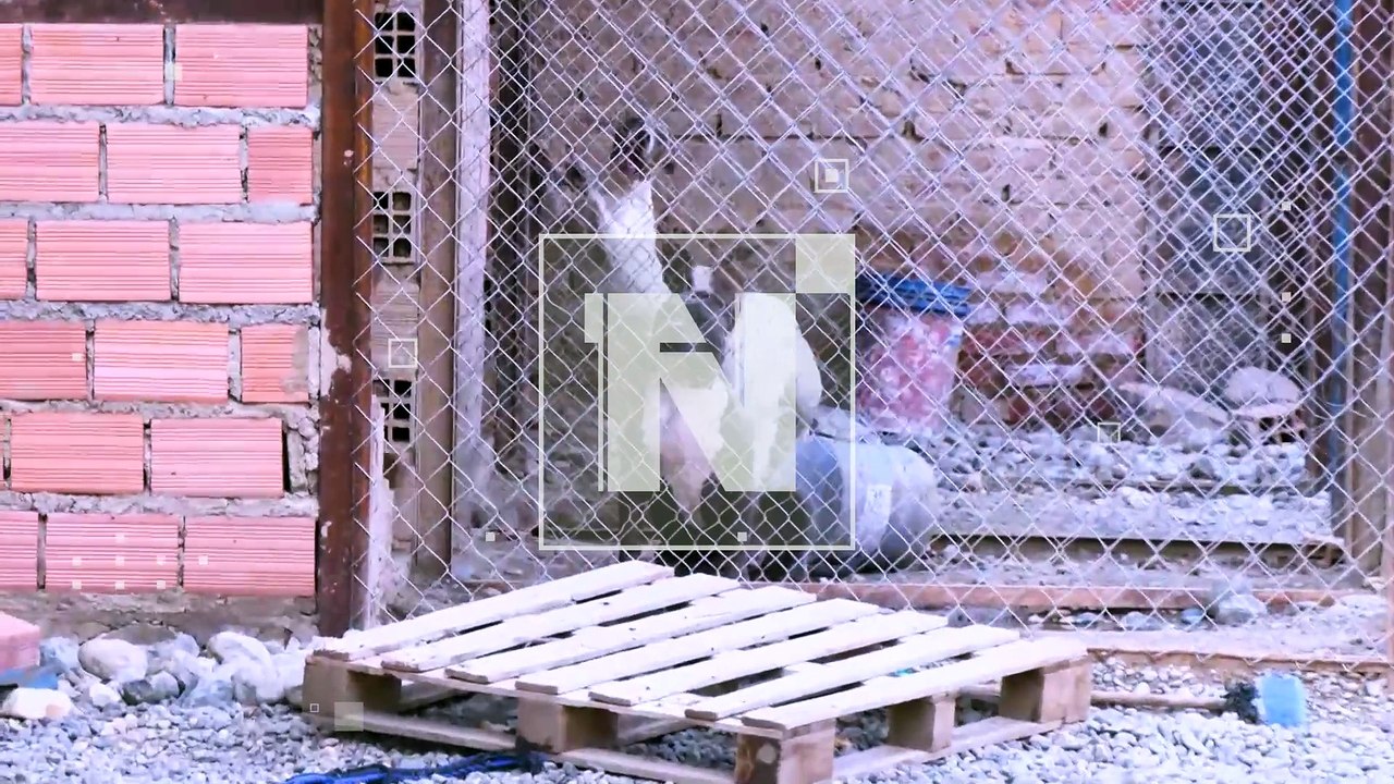 Pofoma intervino un criadero ilegal de canes de raza peligrosa en Cliza